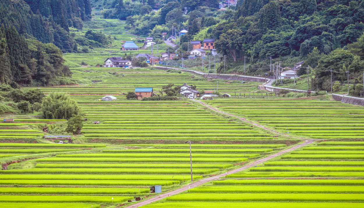 visita profesional en Japón